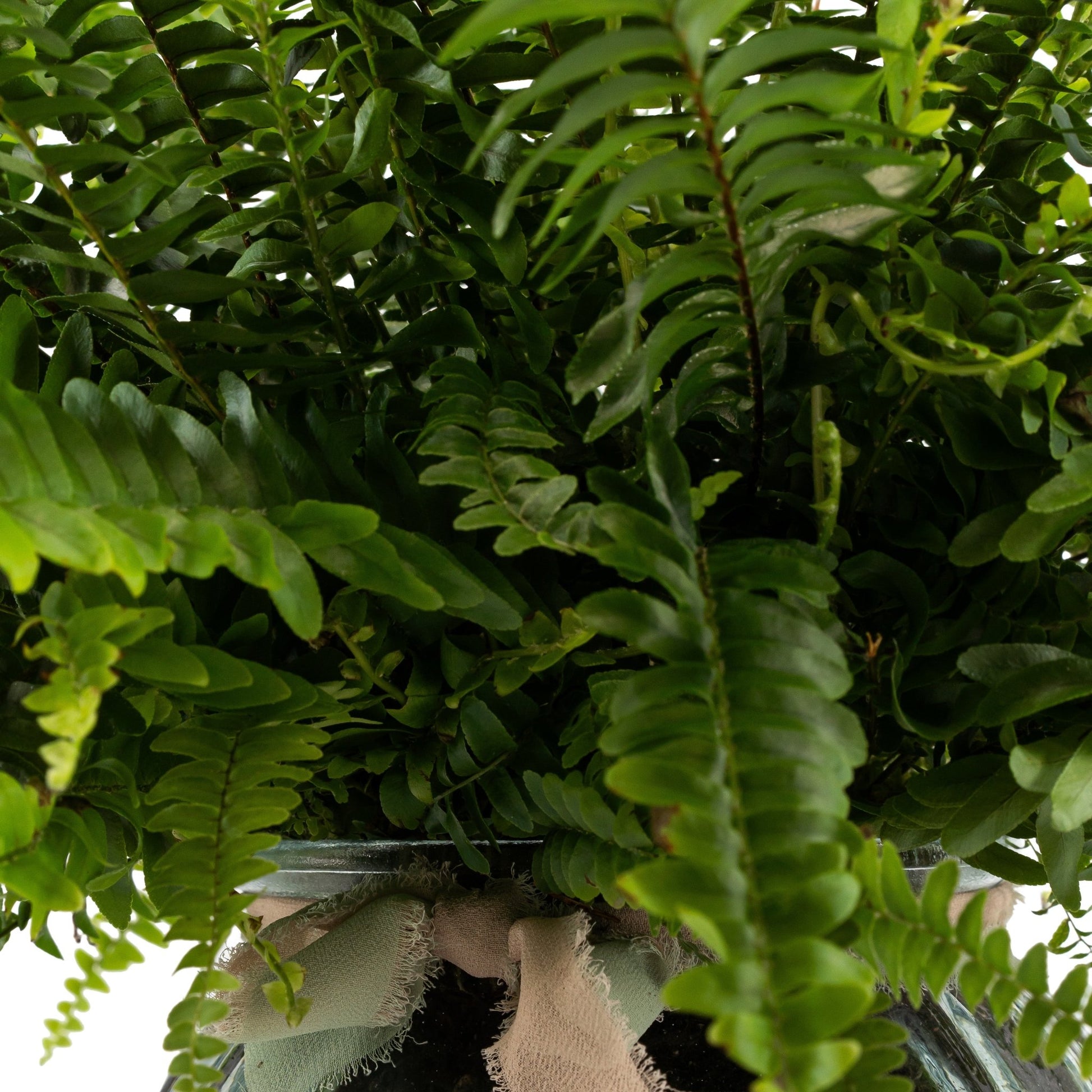 Boston Fern 12cm in Ribbed Glass - Green Plant The Horti House