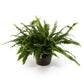 Boston Fern 12cm in Ribbed Glass - Green Plant The Horti House