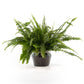 Boston Fern 12cm in Ribbed Glass - Green Plant The Horti House