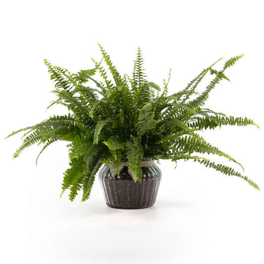 Boston Fern 12cm in Ribbed Glass - Green Plant The Horti House