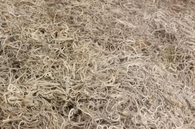 Box of Tillandsia Dried Moss