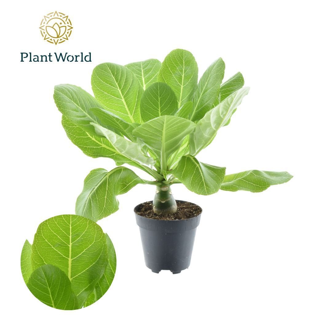 Brighamia 12cm Insigns - Green Plant The Horti House