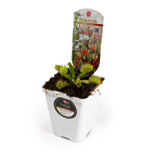 British Dionaea Musciplula 7cm Venus Flytrap - Carnivorous The Horti House