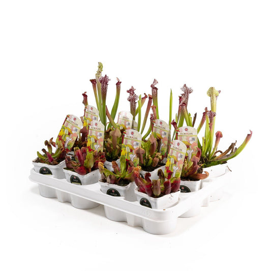 British Sarracenia 7cm - Carnivorous The Horti House