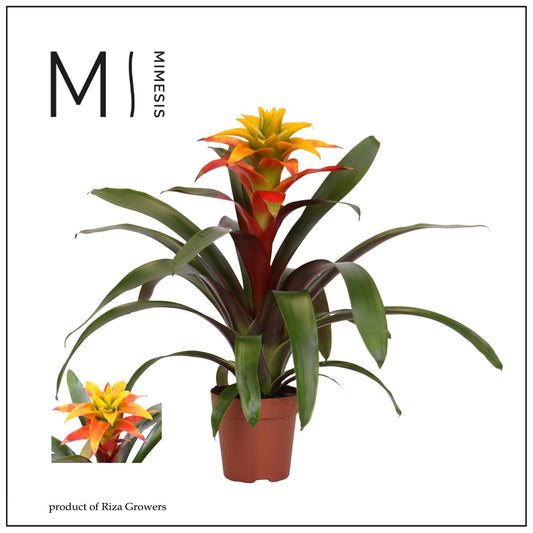 Bromeliad 12cm Guzmania Fiero Yellow - Flowering The Horti House