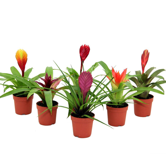 Bromini 7cm mix - Flowering The Horti House