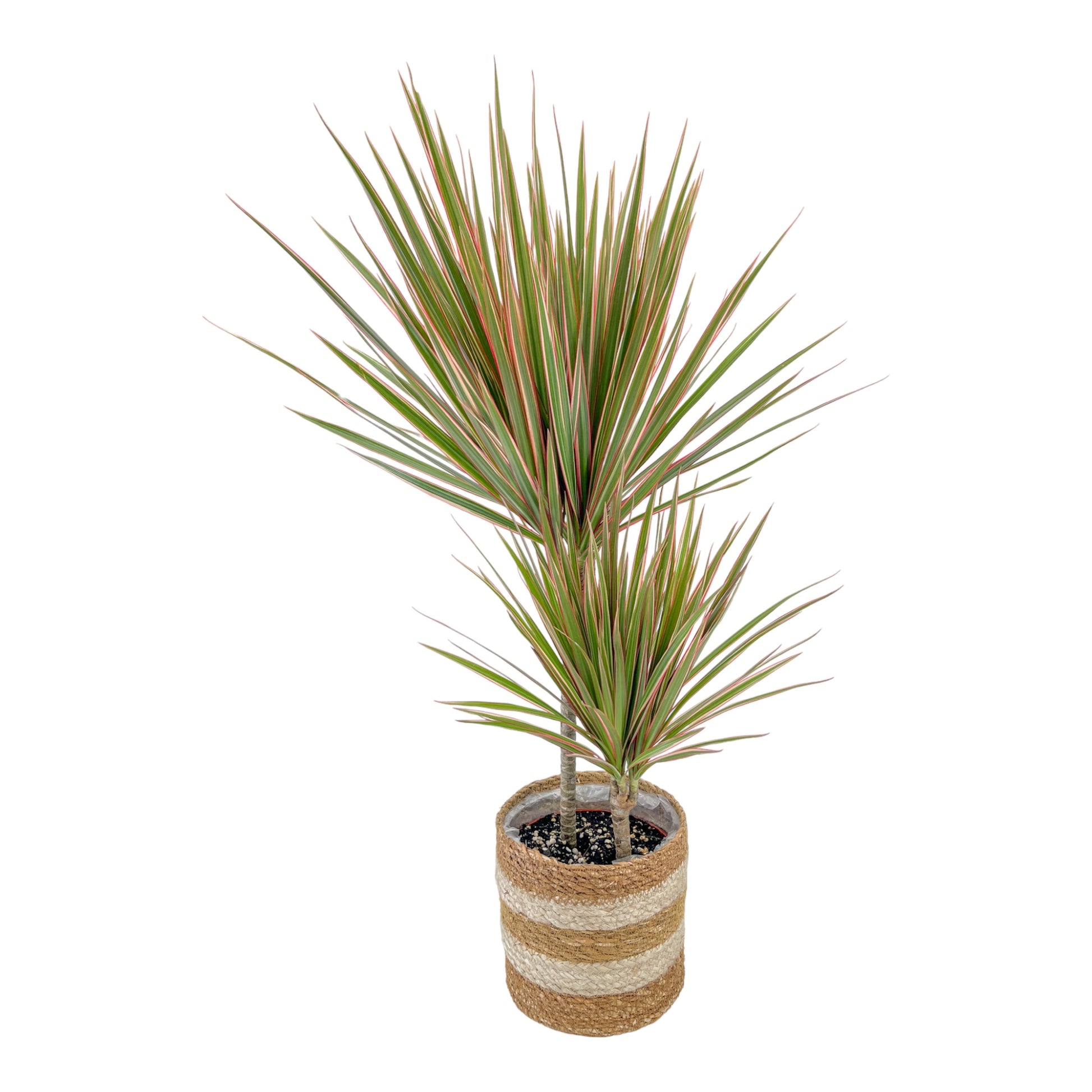 Dracaena 17cm Marginata In Basket - Green Plant The Horti House
