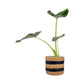 Alocasia 12cm Mix in Basket - Green Plant The Horti House
