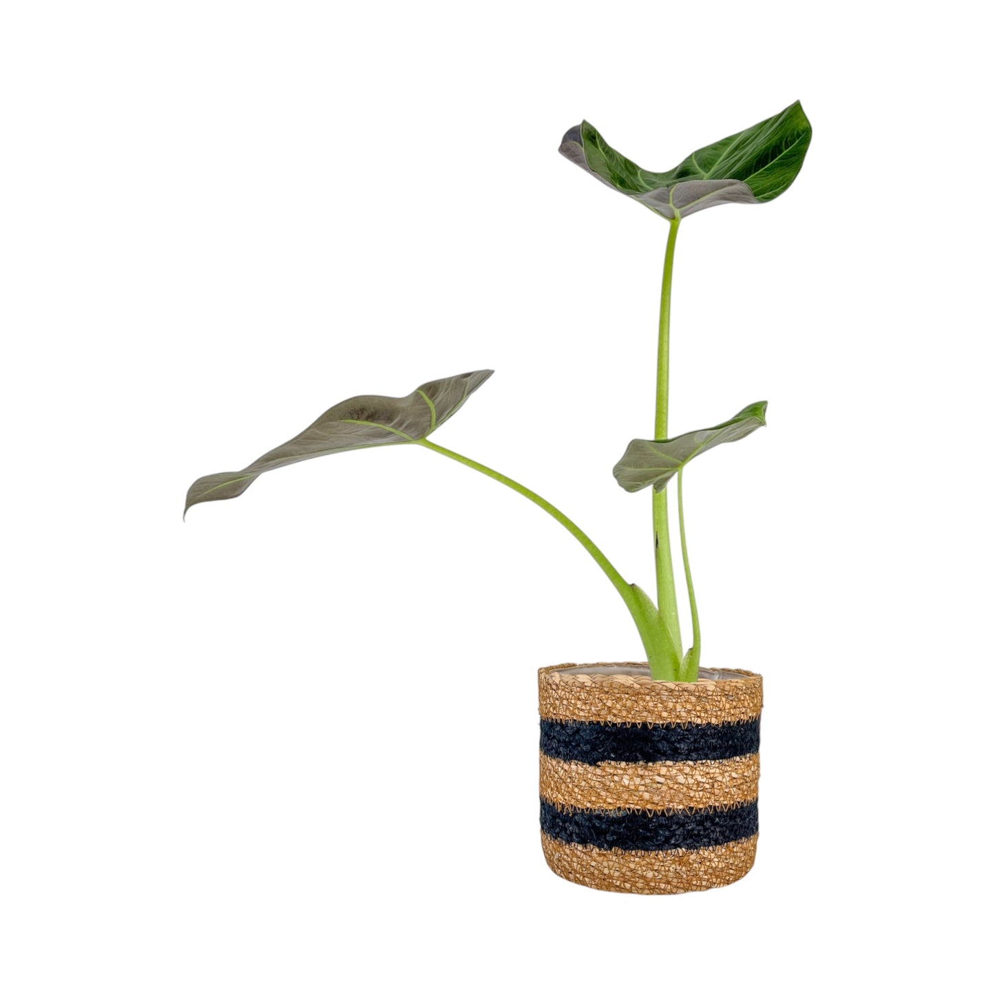 Alocasia 12cm Mix in Basket - Green Plant The Horti House