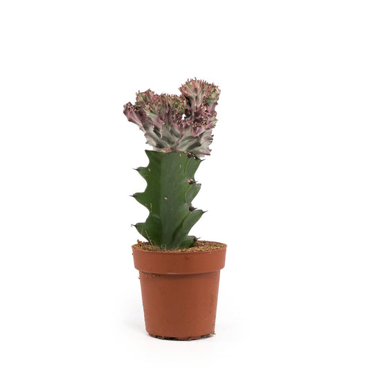 Cacti 10.5cm Euphorbia Lactea - Cacti The Horti House