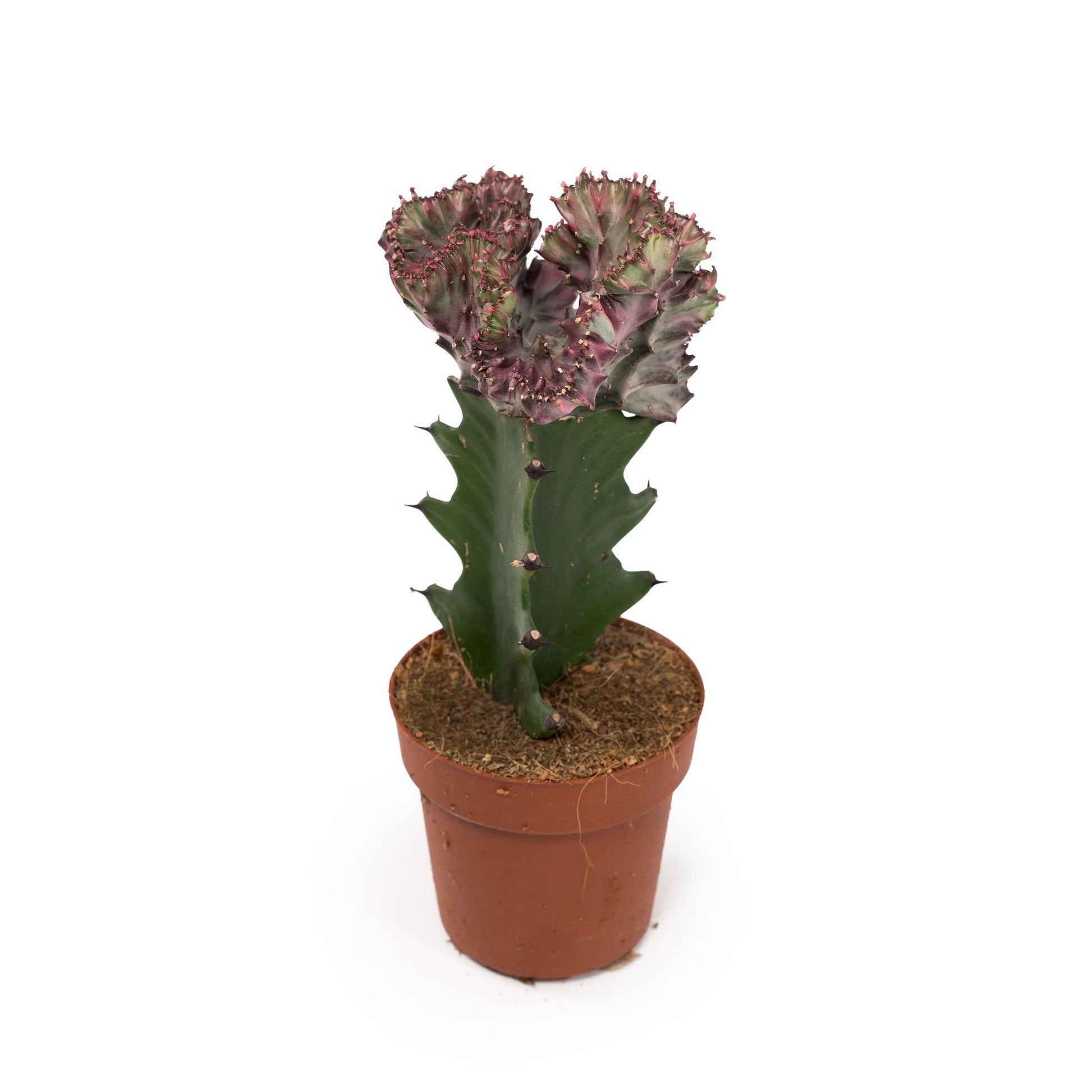 Cacti 10.5cm Euphorbia Lactea - Cacti The Horti House