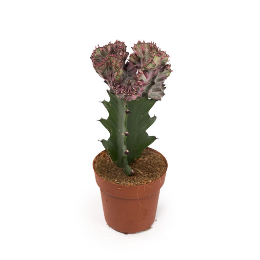 Cacti 8.5cm Euphorbia Lactea