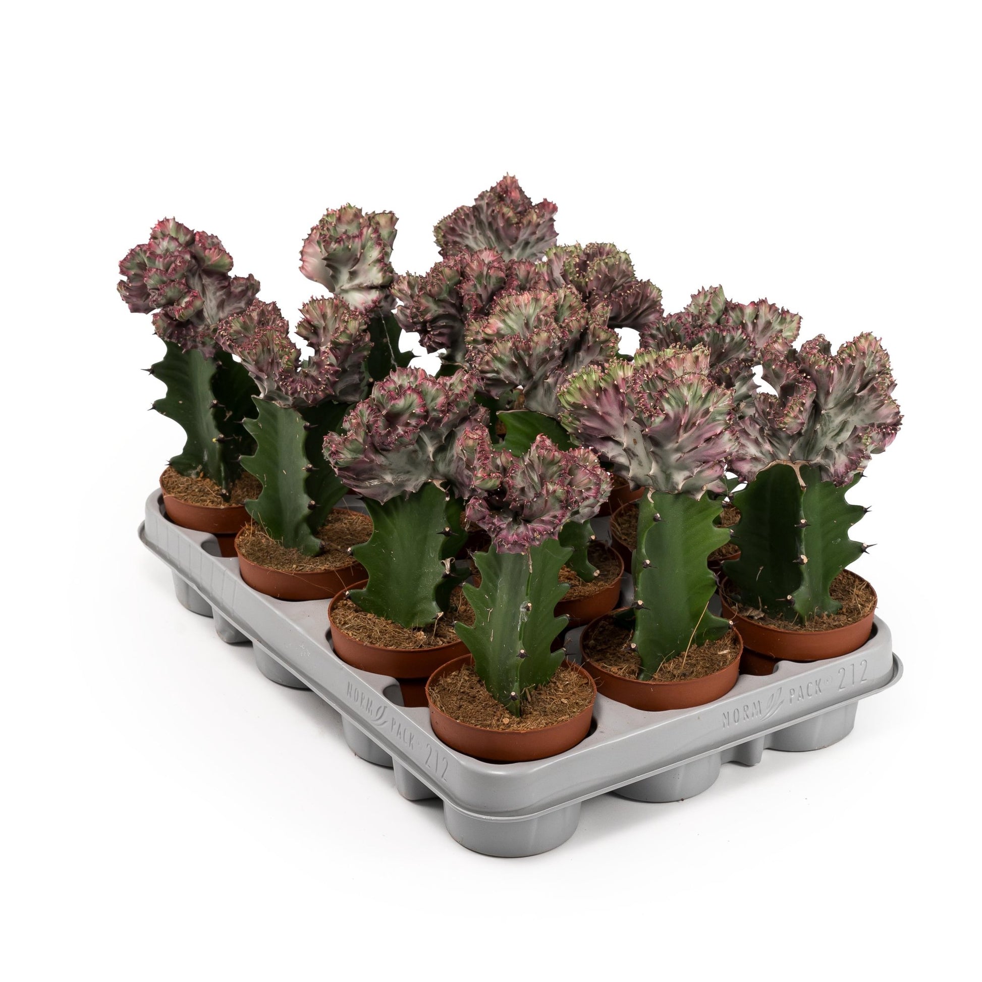 Cacti 10.5cm Euphorbia Lactea - Cacti The Horti House