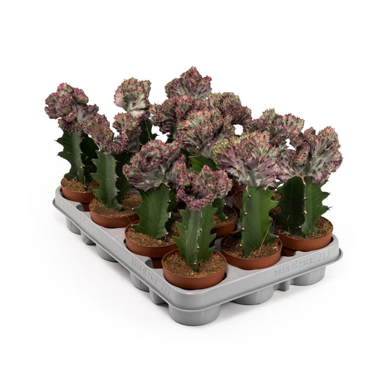 Cacti 10.5cm Euphorbia Lactea - Cacti The Horti House