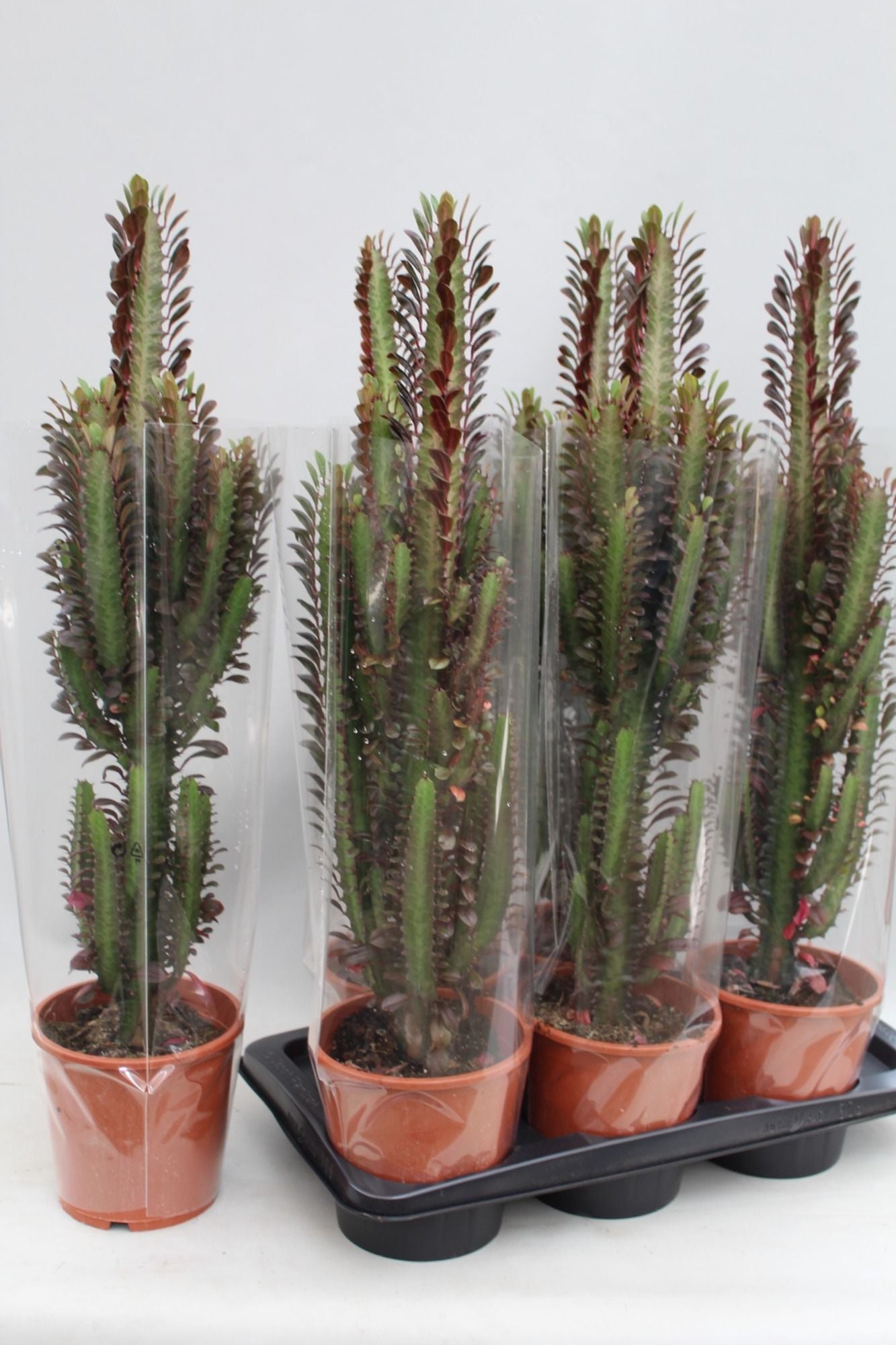Cacti 17cm Euphorbia Trigona Rubra - Green Plant The Horti House