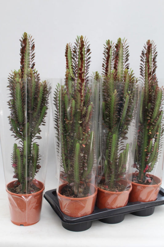 Cacti 17cm Euphorbia Trigona Rubra - Green Plant The Horti House