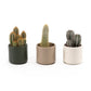 Cacti 5.5cm Cereus Mix In Cambridge - Cacti The Horti House