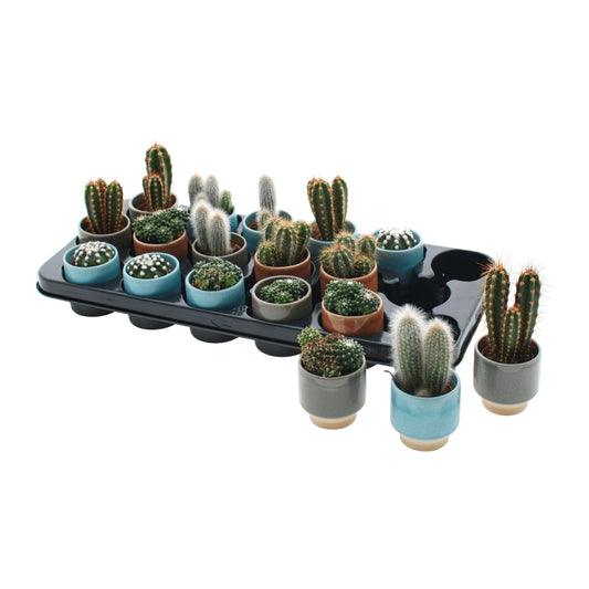 Cacti 5.5cm Mix in Ceramic - Horti House - Houseplant Wholesale