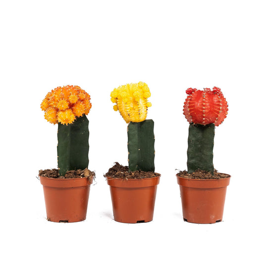 Cacti 8.5cm Gymnocalycium Grafted