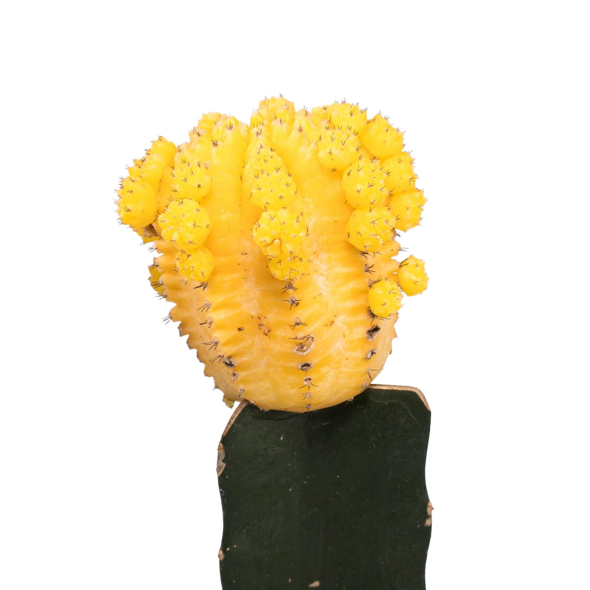 Cacti 8.5cm Gymnocalycium Grafted - Cacti The Horti House