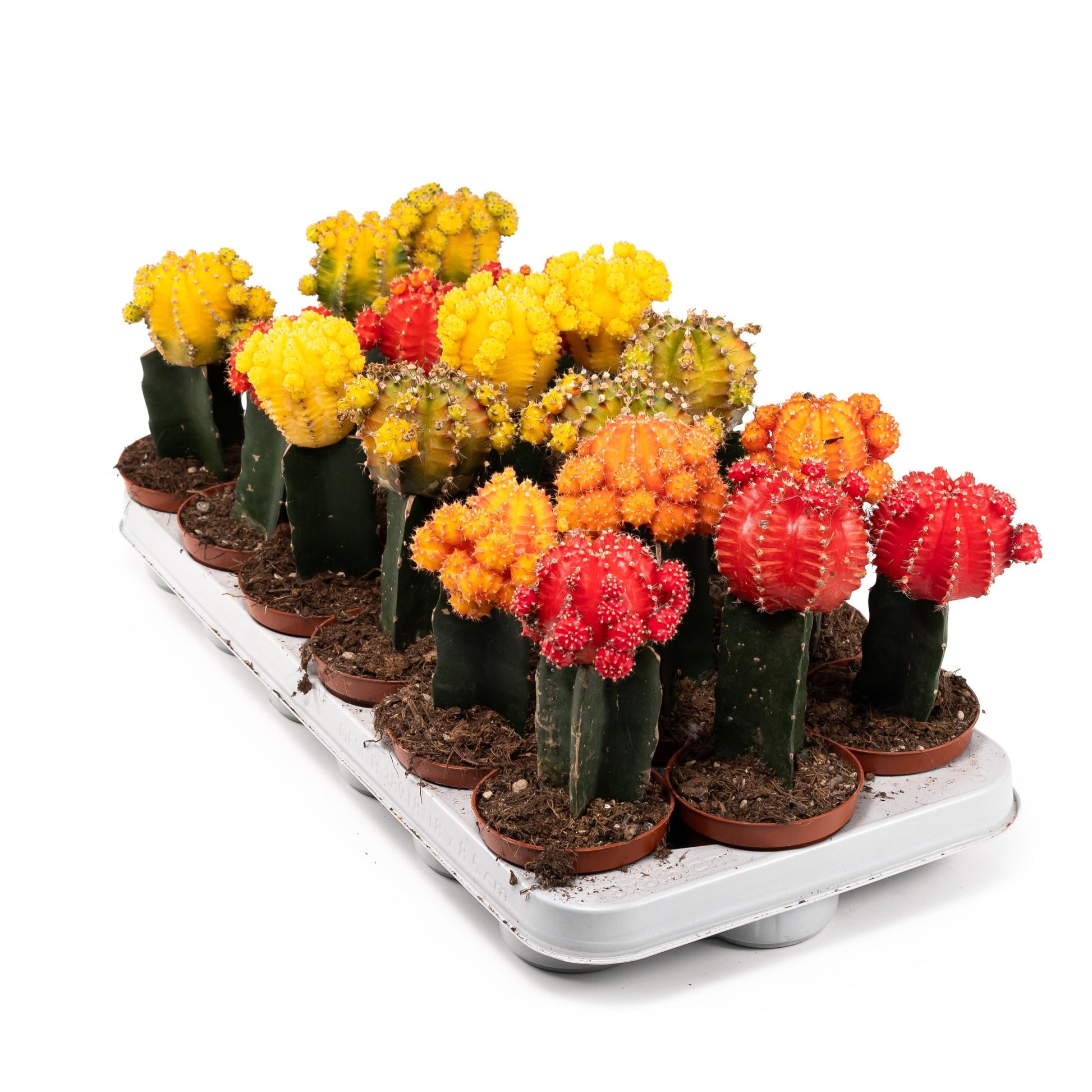 Cacti 8.5cm Gymnocalycium Grafted - Cacti The Horti House