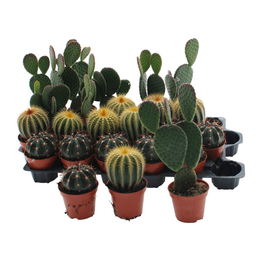 Cacti 8.5cm Mix - Horti House - Houseplant Wholesale