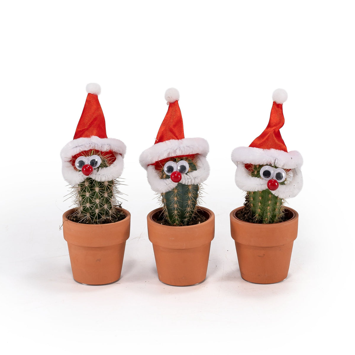 Cacti Santa 6cm - Cacti The Horti House