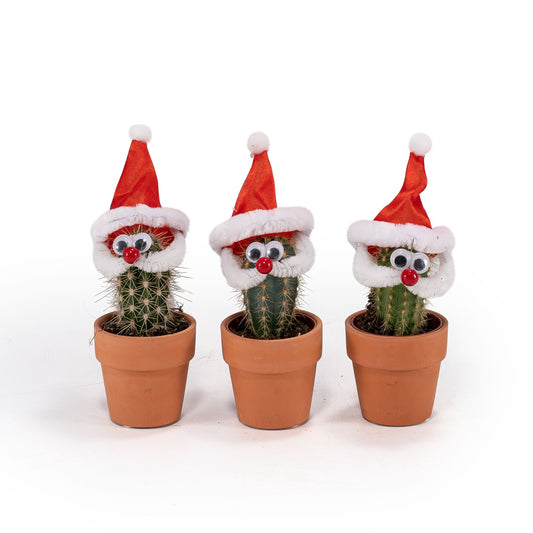 Cacti Santa 6cm - Cacti The Horti House