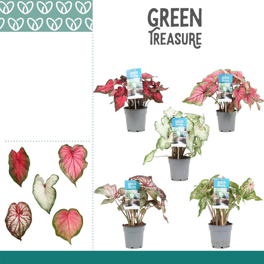 Caladium 12cm Mixed - Foliage The Horti House
