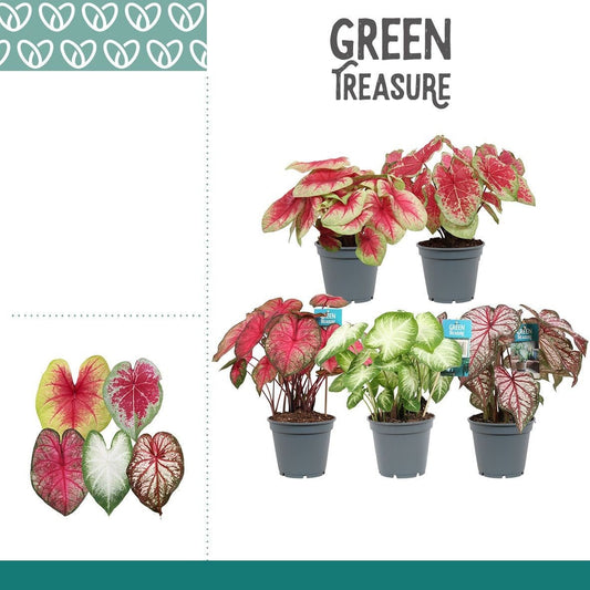 Caladium 17cm mixed - Foliage The Horti House