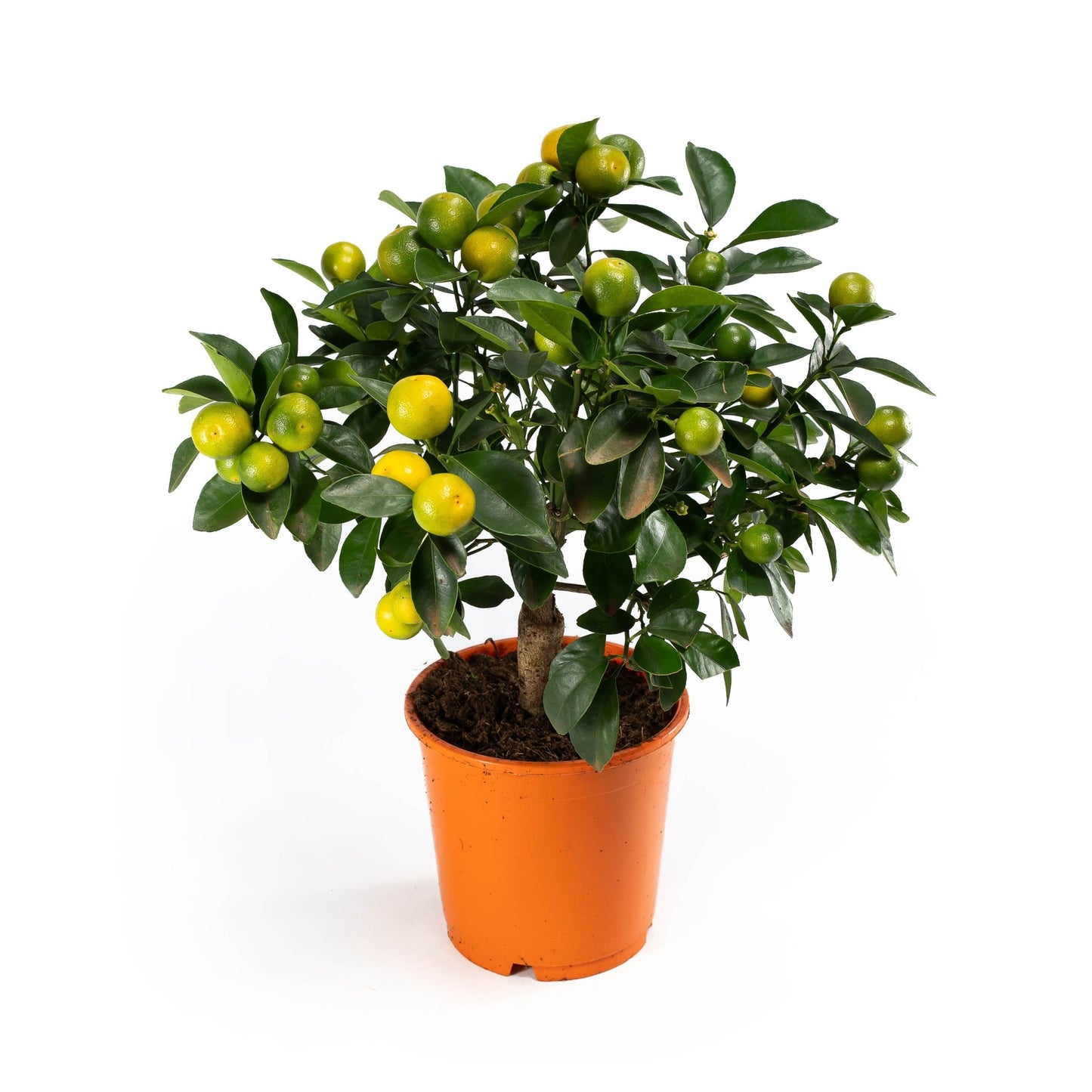 Calamondin 14cm Citrus Tree - Citrus The Horti House