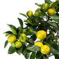 Calamondin 14cm Citrus Tree - Citrus The Horti House