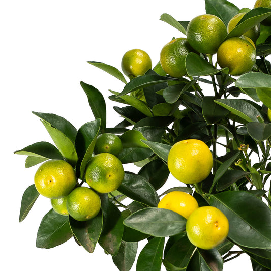 Calamondin 14cm Citrus Tree - Citrus The Horti House