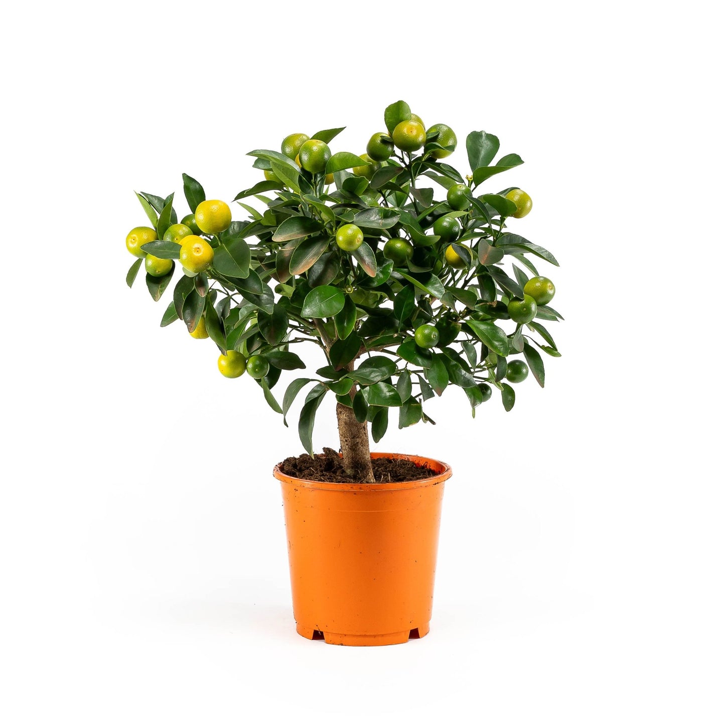 Calamondin 14cm Citrus Tree - Citrus The Horti House