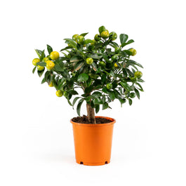 Calamondin 14cm Citrus Tree - Citrus The Horti House
