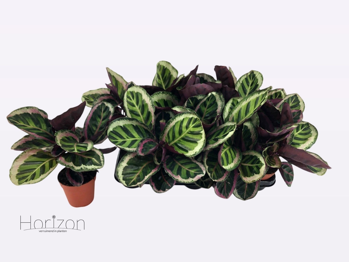 Calathea 12cm Angela