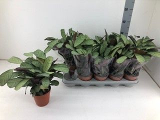 Calathea 12cm Burle Marxii Amagris - Green Plant The Horti House
