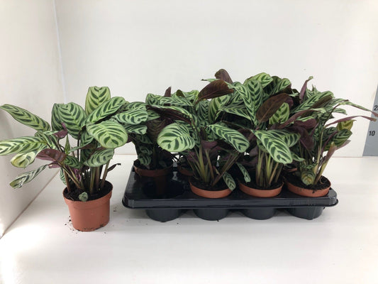 Calathea 12cm Burle Marxii - Green Plant The Horti House