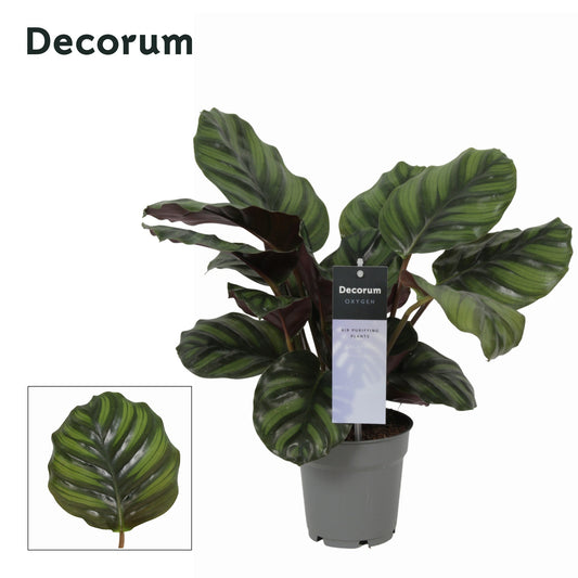 Calathea 12cm Fasciata - Foliage The Horti House
