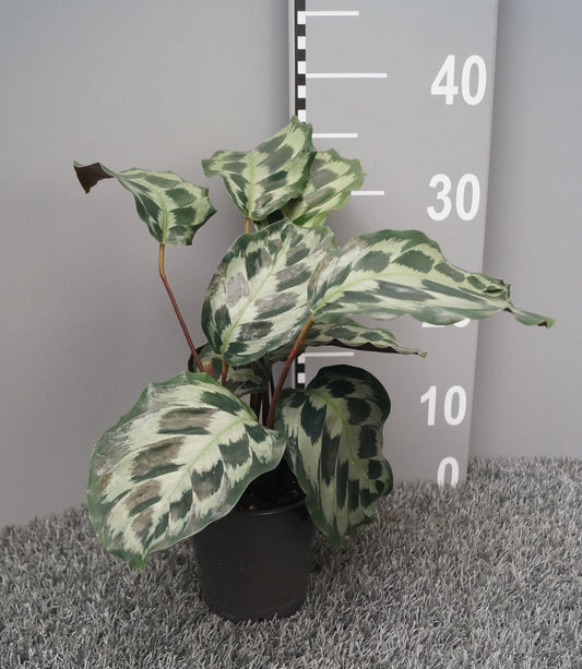 Calathea 12cm Helen Kennedy - Foliage The Horti House