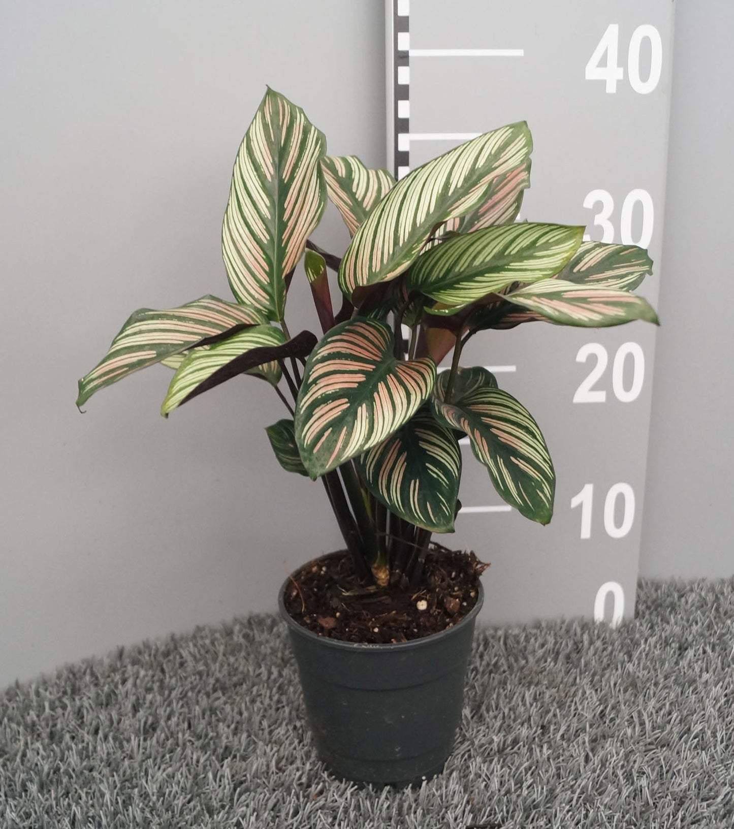 Calathea 12cm Majestica 'Whitestar'