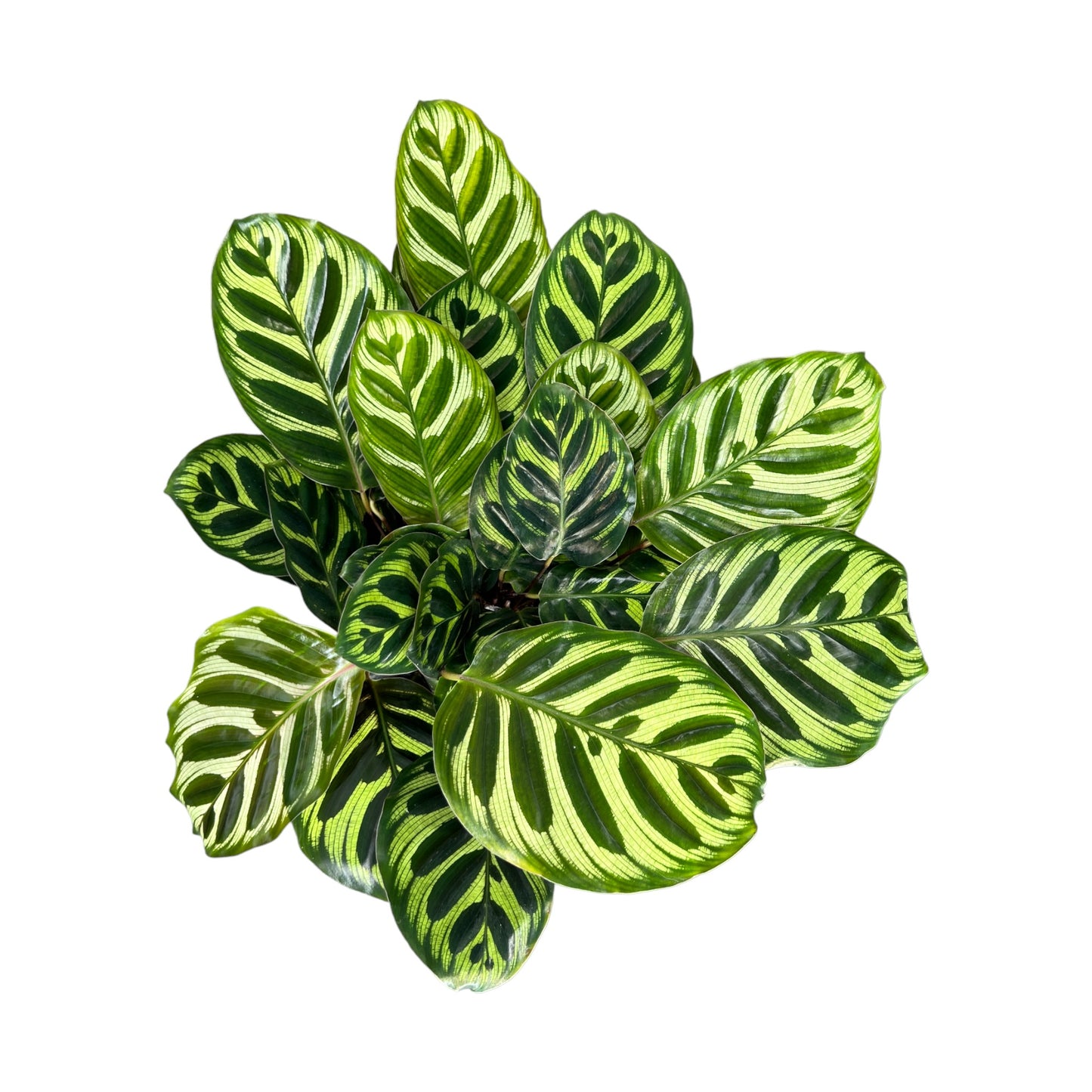 Calathea 12cm Makoyana - Foliage The Horti House