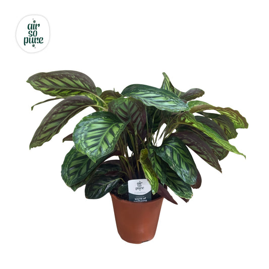 Calathea 12cm Moonlight - Foliage The Horti House