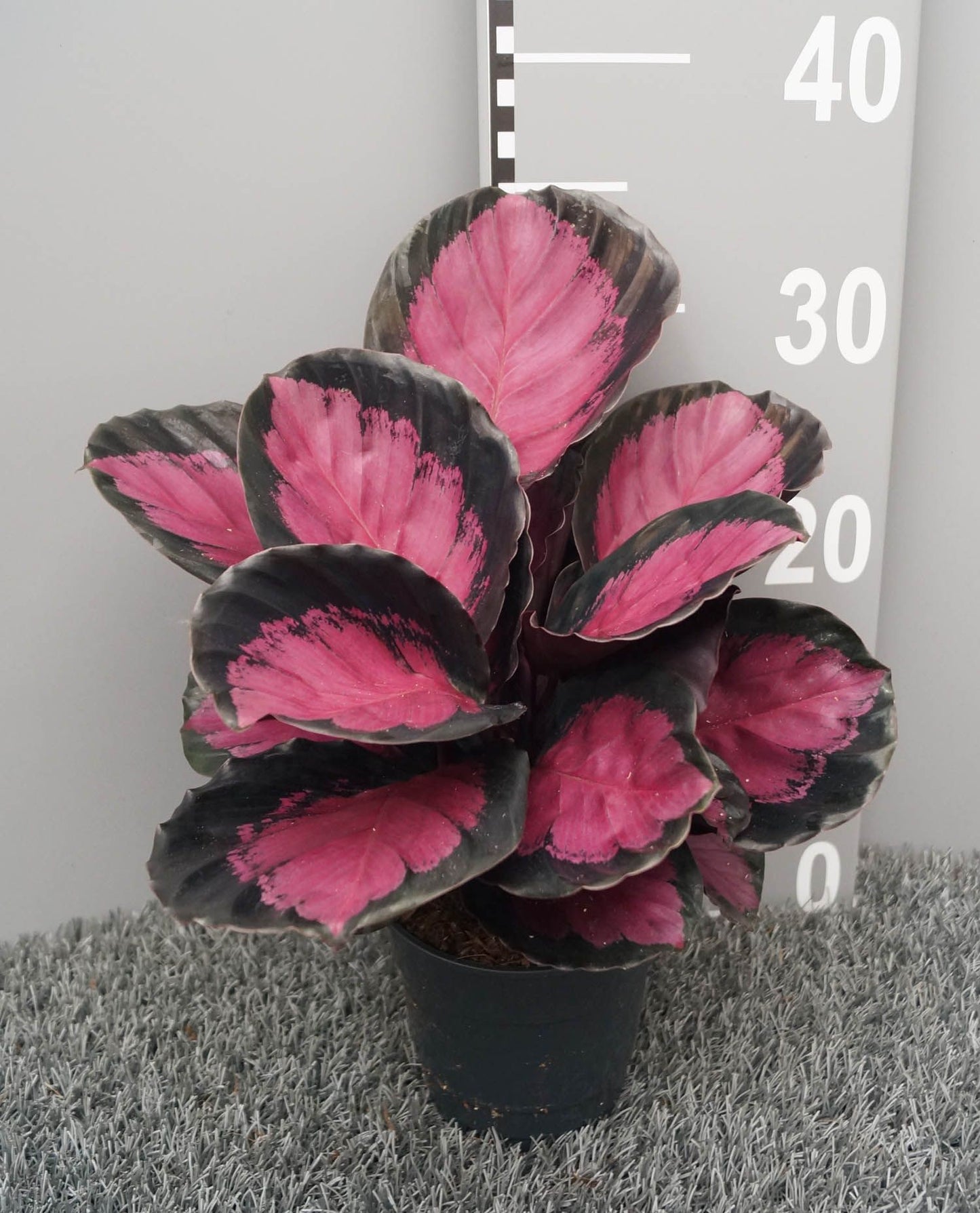 Calathea 12cm Mysty Red
