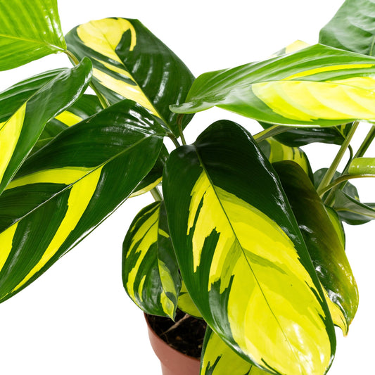 Calathea 12cm Pilosa - Foliage The Horti House