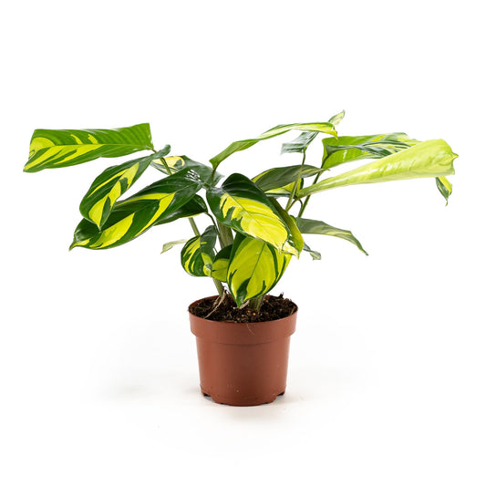 Calathea 12cm Pilosa - Foliage The Horti House