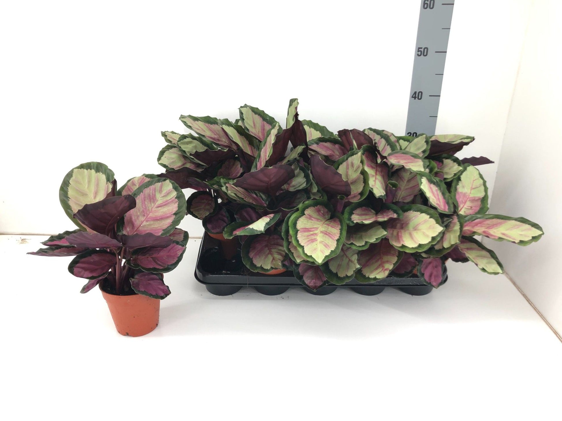 Calathea 12cm Roseopicta Silvia - Green Plant The Horti House