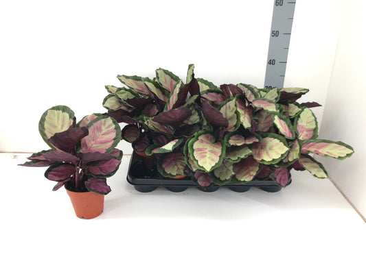 Calathea 12cm Roseopicta Silvia - Green Plant The Horti House