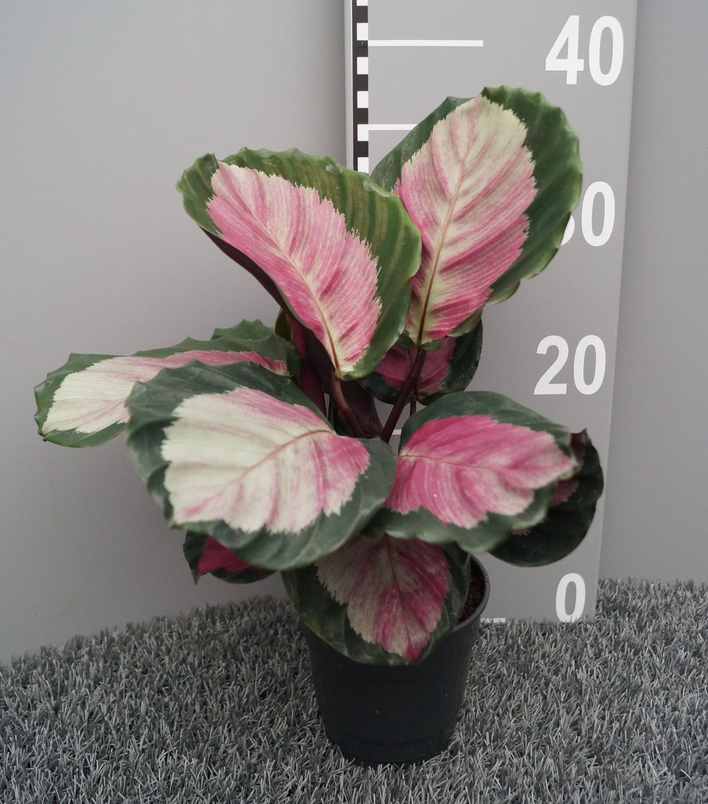 Calathea 12cm Roseopicta 'Rosy'