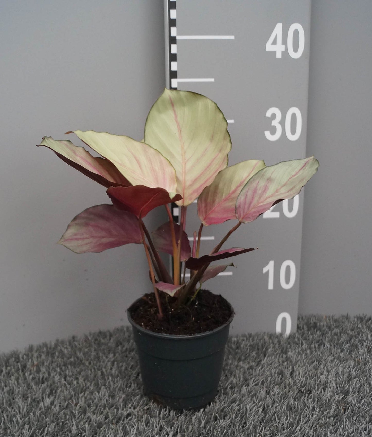 Calathea 12cm Silver Plate